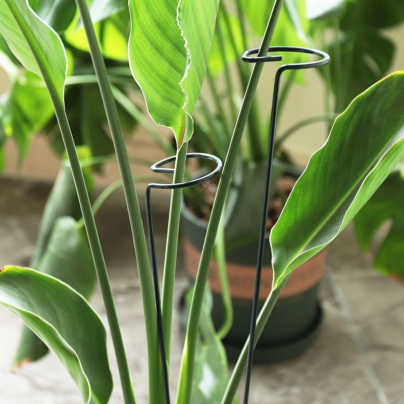 1/10pcs Supporto da giardino P - Gardening Tools For Vines recensione e prezzo