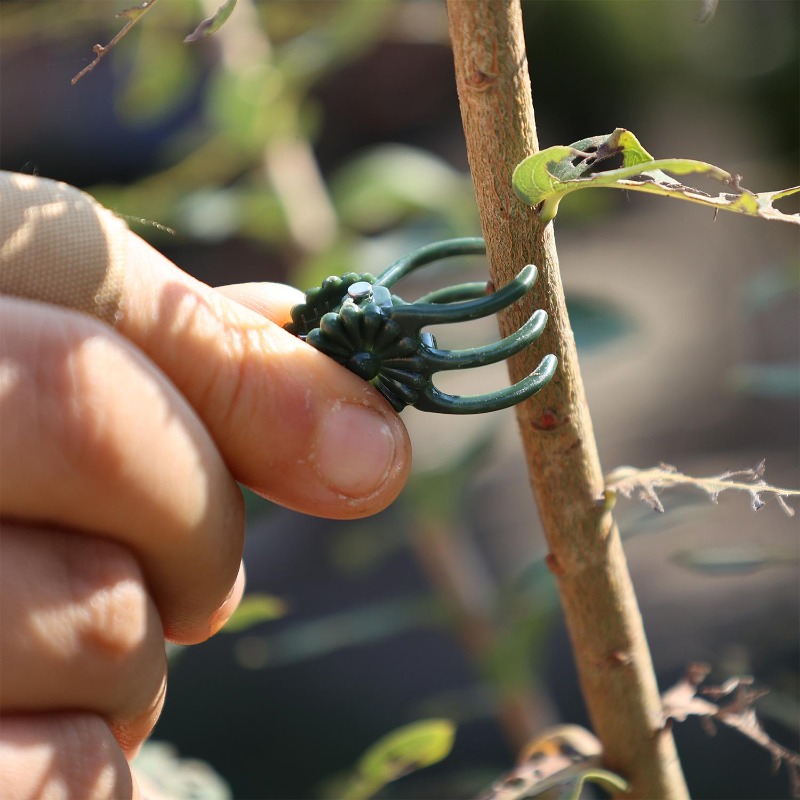 Clip di Supporto Mini per Pian - Gardening Tools For Vines recensione e prezzo