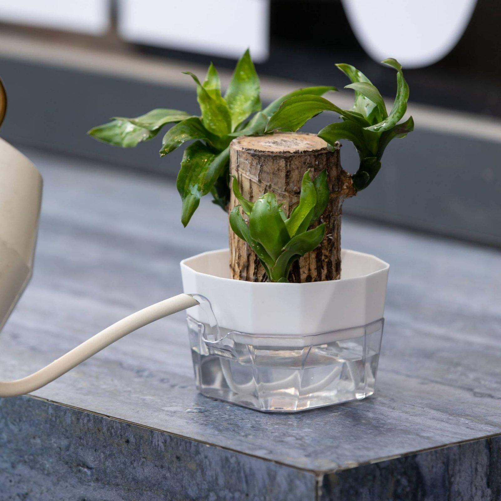 Vaso Idroponico a Due Strati c - Self-Watering Planter recensione e prezzo