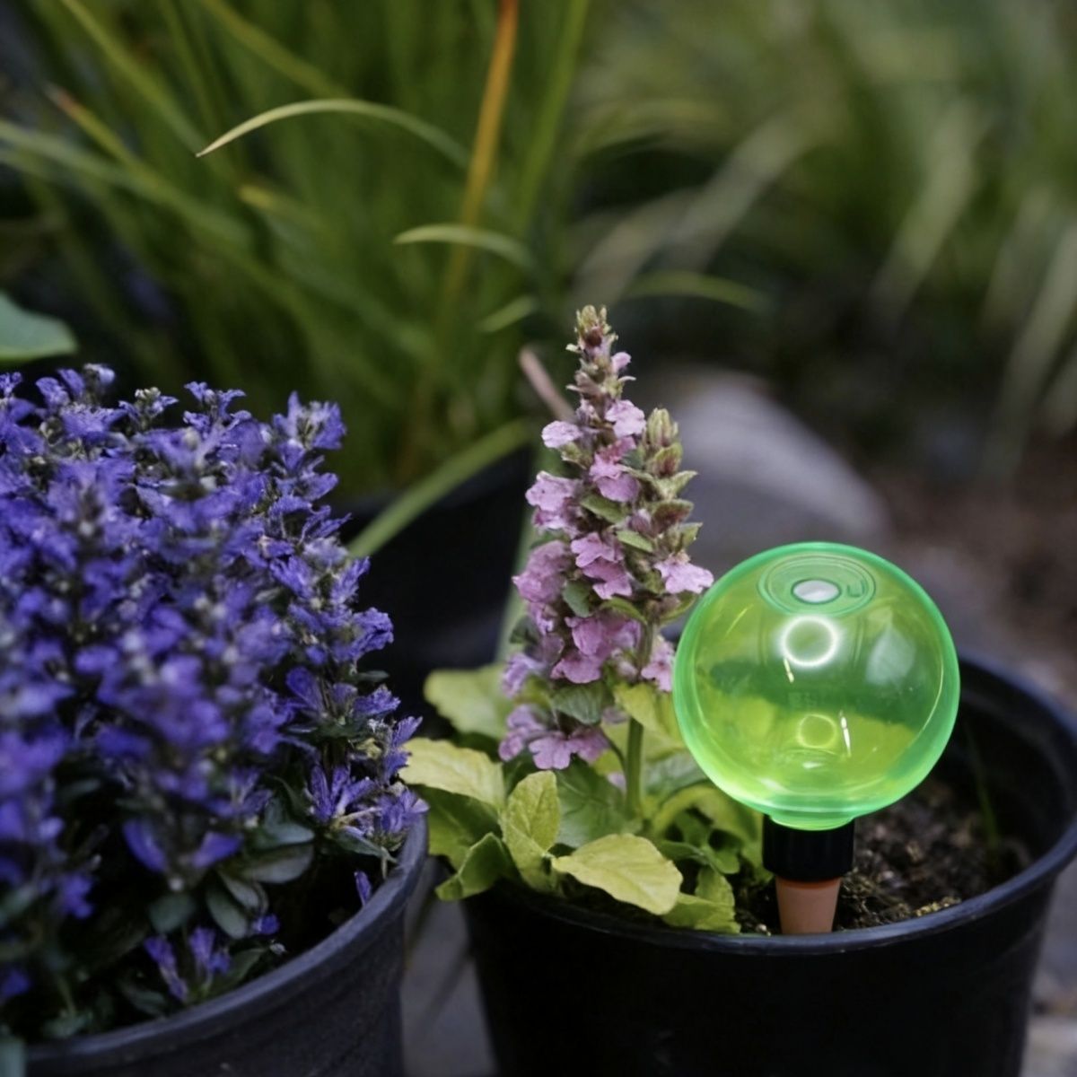 Set di 3 Grandi Sfere Autoirri - Self-Watering Planter recensione e prezzo