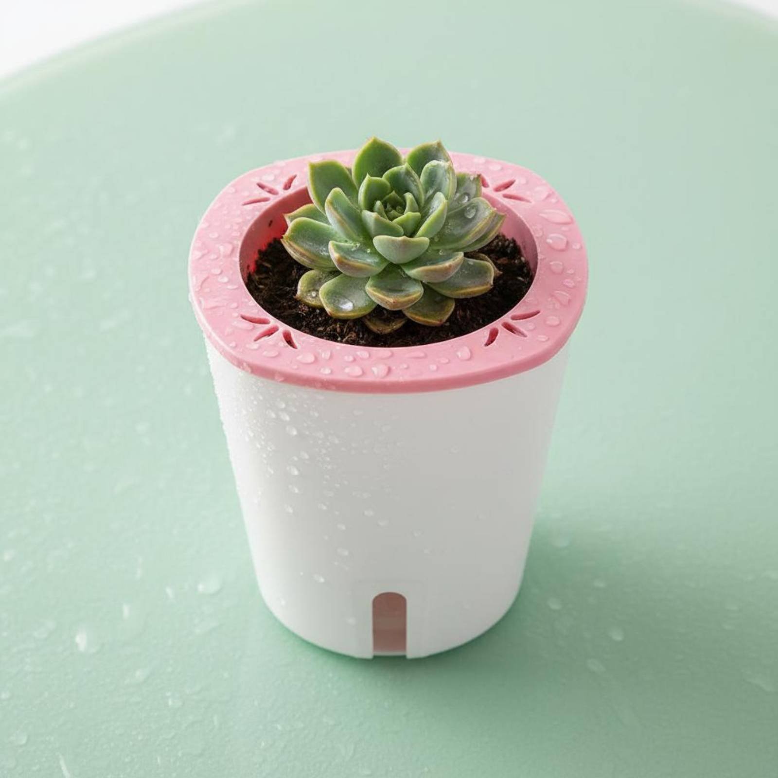 Vaso Autoirrigante di Grandi D - Self-Watering Planter recensione e prezzo